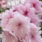 ヒメ日記 2025/04/12 08:21 投稿 るい 熟女の風俗最終章 相模原店