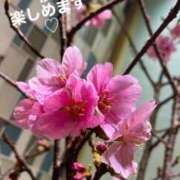 ヒメ日記 2025/04/15 23:21 投稿 るい 熟女の風俗最終章 相模原店