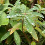 ヒメ日記 2025/10/16 20:00 投稿 るい 熟女の風俗最終章 相模原店