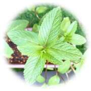 ヒメ日記 2025/04/26 14:29 投稿 響あかり ローテンブルク