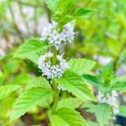 ヒメ日記 2025/08/09 13:26 投稿 響あかり ローテンブルク