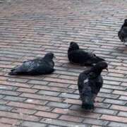 ヒメ日記 2025/07/31 23:34 投稿 つばき 梅田ゴールデン倶楽部