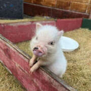 ヒメ日記 2026/01/28 21:45 投稿 なぎさ ぼいんWORK