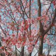 ヒメ日記 2025/04/15 16:17 投稿 めぐみ(淑女） Royal Silky（ロイヤルシルキー）