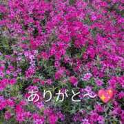 ヒメ日記 2026/04/14 17:42 投稿 ゆうか(熟女) Royal Silky（ロイヤルシルキー）