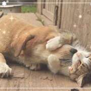 ヒメ日記 2025/10/28 06:14 投稿 朝倉 メガフォース