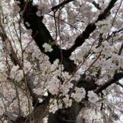 ヒメ日記 2025/04/01 08:48 投稿 峰岸　ちな Amateras～アマテラス～