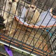 峰岸　ちな 可愛いかった🥰 Amateras～アマテラス～