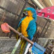 峰岸　ちな お風呂に入ります🛀 Amateras～アマテラス～