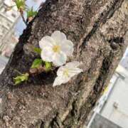 ヒメ日記 2026/03/30 08:15 投稿 峰岸　ちな Amateras～アマテラス～