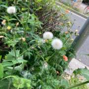 ヒメ日記 2026/04/16 08:47 投稿 峰岸　ちな Amateras～アマテラス～