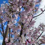 ヒメ日記 2025/04/19 09:58 投稿 河野律子 五十路マダム 岐阜店