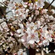 ヒメ日記 2025/02/23 15:09 投稿 大野るい ミスターダンディー