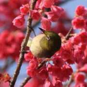 ヒメ日記 2025/03/01 17:30 投稿 あずさ ANGEL KISS 池袋