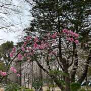 ヒメ日記 2025/04/06 16:59 投稿 あずさ ANGEL KISS 池袋