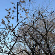 ヒメ日記 2026/03/02 17:53 投稿 あずさ ANGEL KISS 池袋