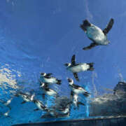 ヒメ日記 2026/03/12 17:52 投稿 あずさ ANGEL KISS 池袋