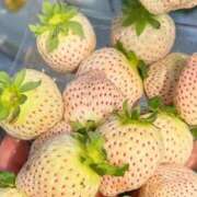 ヒメ日記 2025/01/24 12:41 投稿 りん 三重四日市ちゃんこ