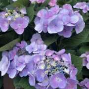 ヒメ日記 2025/06/15 15:00 投稿 みろ 世界のあんぷり亭 日暮里店