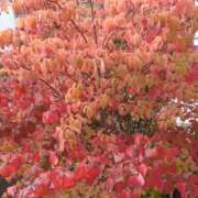 ヒメ日記 2025/11/11 11:47 投稿 みつこ 妻天 梅田店