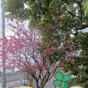 ヒメ日記 2026/02/28 15:27 投稿 りえこ 人妻パラダイス