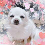 ヒメ日記 2025/04/04 08:41 投稿 シロコロのアイ C級グル女　鶯谷店