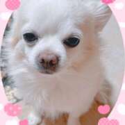 ヒメ日記 2025/04/14 11:34 投稿 シロコロのアイ C級グル女　鶯谷店