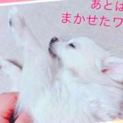 ヒメ日記 2025/04/20 09:42 投稿 シロコロのアイ C級グル女　鶯谷店