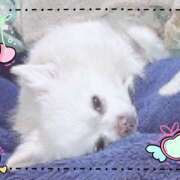 ヒメ日記 2025/04/22 10:14 投稿 シロコロのアイ C級グル女　鶯谷店