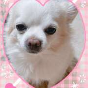 ヒメ日記 2025/04/26 10:13 投稿 シロコロのアイ C級グル女　鶯谷店