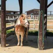 ヒメ日記 2025/05/01 10:39 投稿 うぶ 熟女家 東大阪店（布施・長田）
