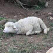 ヒメ日記 2025/06/28 15:35 投稿 うぶ 熟女家 東大阪店（布施・長田）