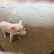 ヒメ日記 2025/08/11 05:55 投稿 うぶ 熟女家 東大阪店（布施・長田）