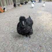 ヒメ日記 2026/01/01 11:05 投稿 うぶ 熟女家 東大阪店（布施・長田）