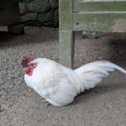 うぶ 【お礼写メ日記】 熟女家 東大阪店（布施・長田）