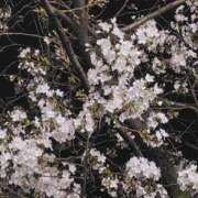 ヒメ日記 2025/03/27 12:48 投稿 片瀬-かたせ MSC 妄想紳士倶楽部 鶯谷店