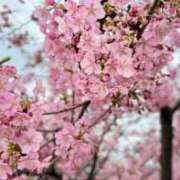 ヒメ日記 2025/03/04 21:36 投稿 Chigusa CELEB（セレブ）