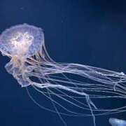 ヒメ日記 2025/03/28 00:51 投稿 美浦かおり 五反田発 痴漢電車or全裸入室