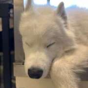 ヒメ日記 2025/05/01 18:38 投稿 美浦かおり 五反田発 痴漢電車or全裸入室