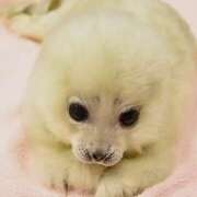 ノア [お題]from:真剣な眼差しがステキさん PLEASURE