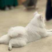 ヒメ日記 2025/09/29 13:21 投稿 さとみ 夜這専門発情する奥様たち 谷九店