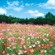 ヒメ日記 2024/12/26 12:34 投稿 レイナ 【福岡デリヘル】20代・30代★博多で評判のお店はココです！