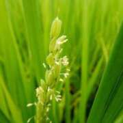 ヒメ日記 2025/10/09 23:49 投稿 レイナ 【福岡デリヘル】20代・30代★博多で評判のお店はココです！