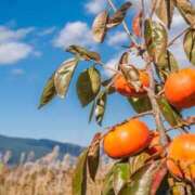 ヒメ日記 2026/04/19 15:31 投稿 レイナ 【福岡デリヘル】20代・30代★博多で評判のお店はココです！