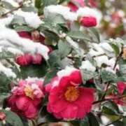 ヒメ日記 2026/02/09 12:24 投稿 ゆきこ 完熟ばなな梅田