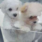 ヒメ日記 2024/12/12 20:50 投稿 特プレミアろびん【NO１！】 LIPS(リップス)