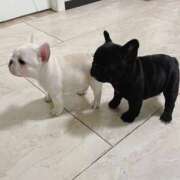 ヒメ日記 2024/12/15 20:23 投稿 特プレミアろびん【NO１！】 LIPS(リップス)