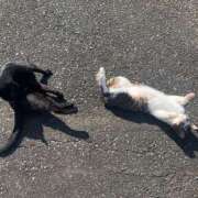 ヒメ日記 2024/12/19 20:25 投稿 特プレミアろびん【NO１！】 LIPS(リップス)