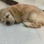 ヒメ日記 2024/12/23 18:51 投稿 特プレミアろびん【NO１！】 LIPS(リップス)