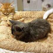 ヒメ日記 2025/01/10 20:37 投稿 特プレミアろびん【NO１！】 LIPS(リップス)